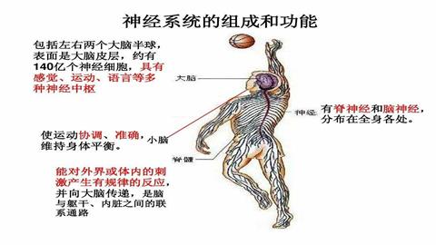 图片神经系统的组成和功能