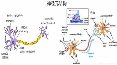 图片神经元的结构及神经元之间的相互联系