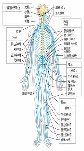 图片神经系统的组成