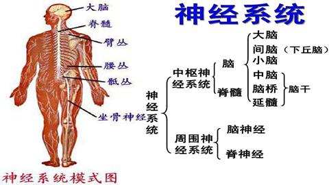 图片神经系统的组成