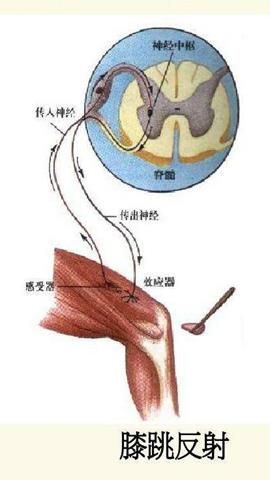 图片膝跳反射