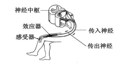图片膝跳反射