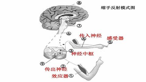 图片缩手反射
