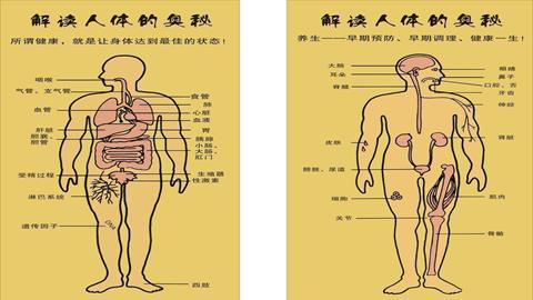 图片人体模式图