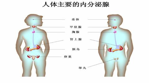 图片人体主要的内分泌腺
