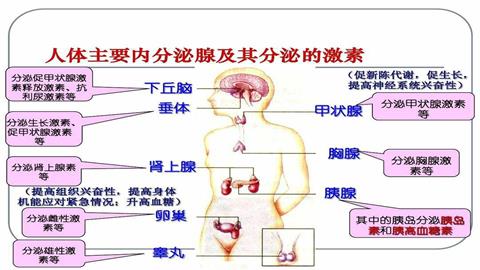 图片人体主要的内分泌腺
