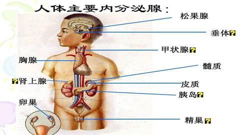 图片人体主要的内分泌腺