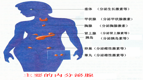 图片人体主要的内分泌腺