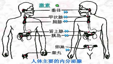 图片人体主要的内分泌腺