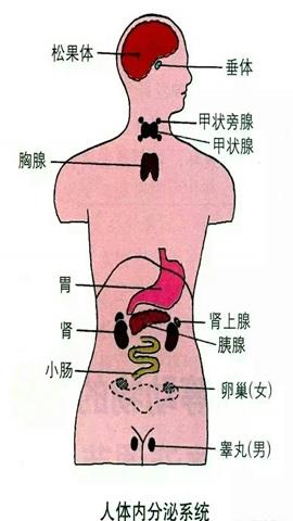 图片人体主要的内分泌腺