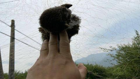 图片捕杀鸟类
