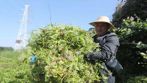 图片外来物种薇甘菊入侵