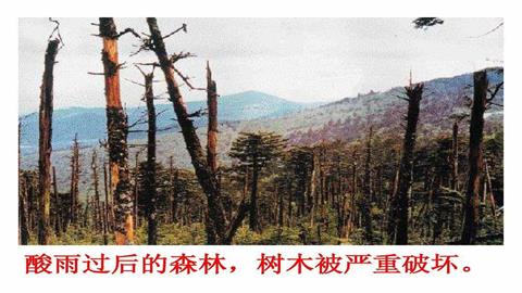 图片酸雨致死的树木