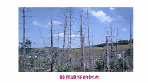 图片酸雨致死的树木