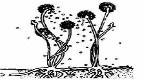 图片孢子出传播