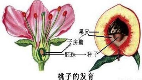 图片桃的果实的形成