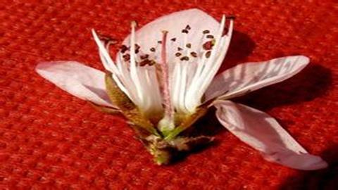 图片桃花的解剖结构图