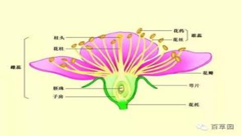 图片桃花的解剖结构图