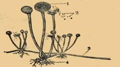 图片孢子出传播