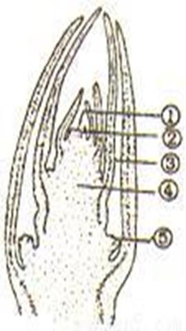 图片叶芽的结构