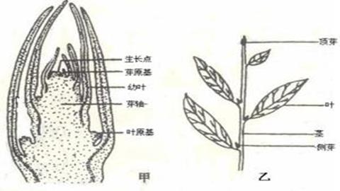 图片叶芽的结构