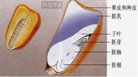 图片玉米种子结构图