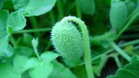 图片种子借助动物传播