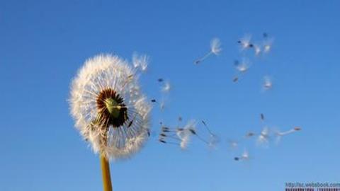 图片种子借助风力传播