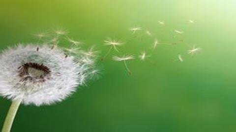 图片种子借助风力传播