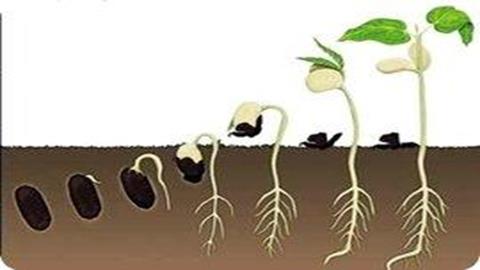 图片种子萌发过程