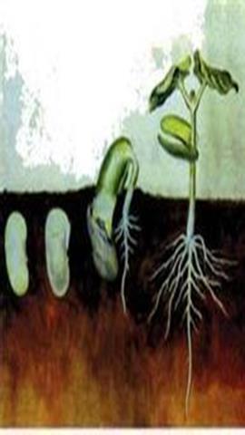 图片种子萌发过程