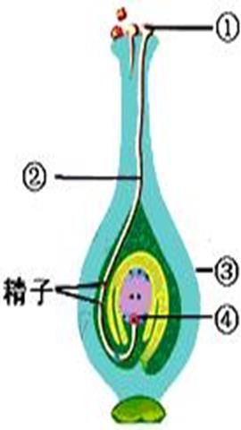 图片雌蕊结构模式图