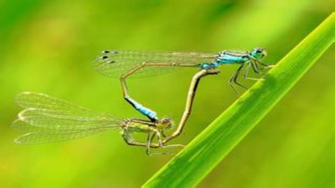 图片蜻蜓的交配