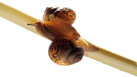 图片蜗牛的交配