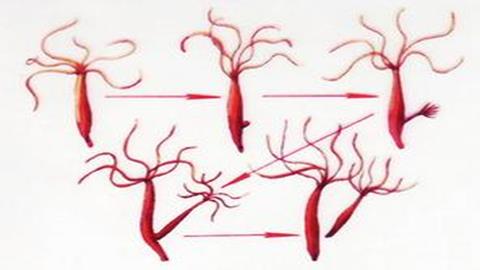 图片水螅的出芽生殖