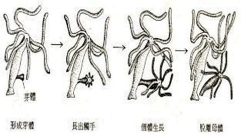 图片水螅的出芽生殖