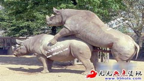 图片犀牛的交配