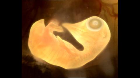 图片企鹅胚胎发育