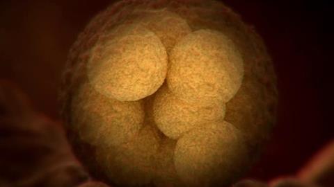 图片受精卵分裂