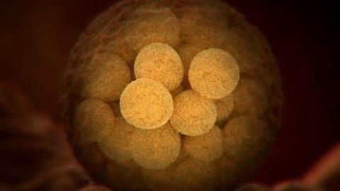 图片受精卵分裂