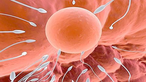 图片精子与卵子