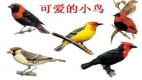 图片可爱的小鸟