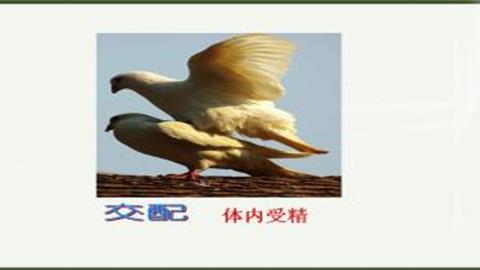 图片鸟类的交配
