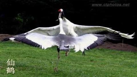 图片鸟类的交配