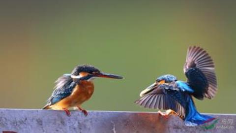 图片鸟类的求偶