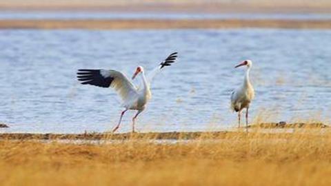 图片鸟类的求偶