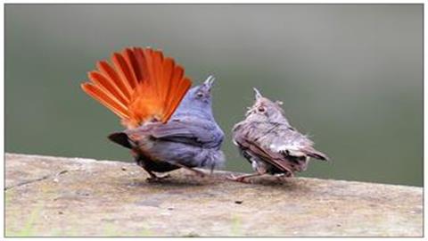 图片鸟类的求偶