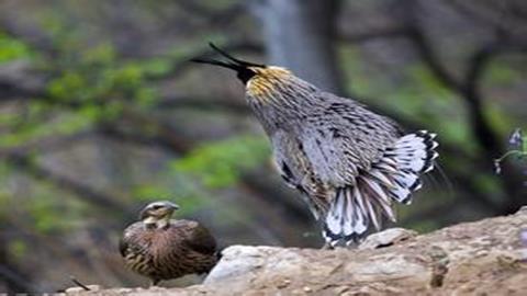 图片鸟类的求偶