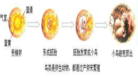 图片鸟卵的发育