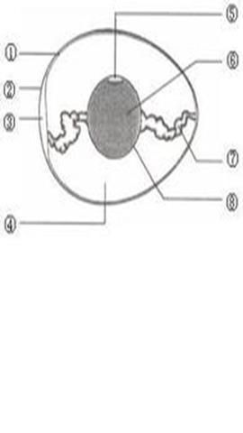 图片鸟卵的结构